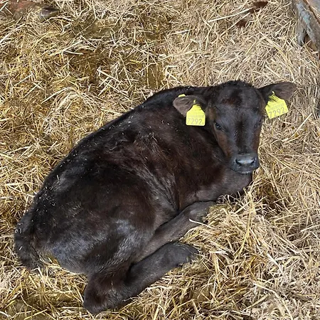 Auf Bauernhof Mit Hotpot Und Sauna 아파트 Sumiswald