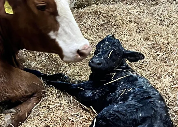 Auf Bauernhof Mit Hotpot Und Sauna Sumiswald