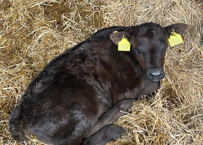 Auf Bauernhof Mit Hotpot Und Sauna 아파트 Sumiswald