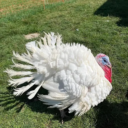 Apartman Auf Bauernhof Mit Hotpot Und Sauna *