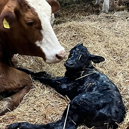 Auf Bauernhof Mit Hotpot Und Sauna Sumiswald
